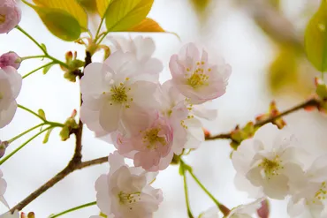 佐野桜（サノザクラ）と桜守三代目・佐野籐右衛門氏と植物学者・牧野富太郎氏 