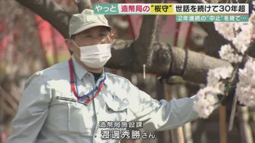 335本の桜それぞれに「カルテ」 30年陰で支える造幣局の「桜守」 3年ぶりの通り抜けにかける思い 