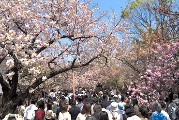 造幣局『桜の通り抜け』