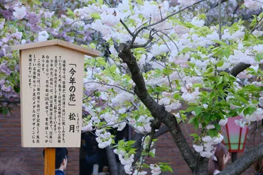 造幣局「桜の通り抜け」2023【大阪 春の風物詩】
