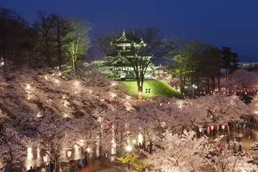 高田城址公園の夜桜！見頃の時期やアクセスは？日本三大夜桜とは！？