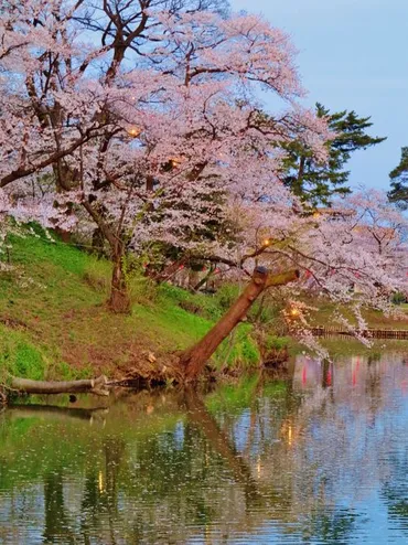 高田公園b 三大夜桜の一 高田城百万人観桜会 ☆お堀端に光彩あふれて』上越・直江津(新潟県)の旅行記・ブログ by マキタン２さん【フォートラベル】