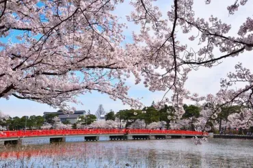 2024最新】日本三大夜桜「高田城址公園」の楽しみ方！約4000本の桜を愛でよう 