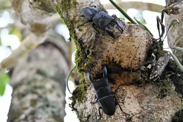 虫のおかげで家建った インドネシアの昆虫ビジネス 行き先は日本（朝日新聞） 