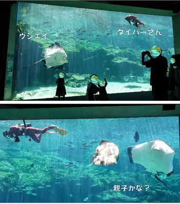 九十九島水族館海きらら！イルカとクラゲ、海の神秘に迫る魅力とは？九十九島の海の世界を体感！イルカショー、クラゲの展示、魅力的な体験プログラム