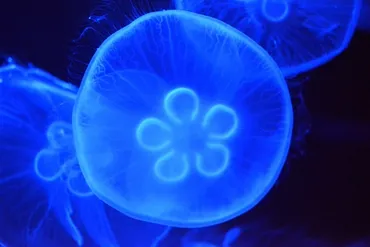 日本初確認となったクラゲの繁殖に成功!「九十九島水族館海きらら」vol.1