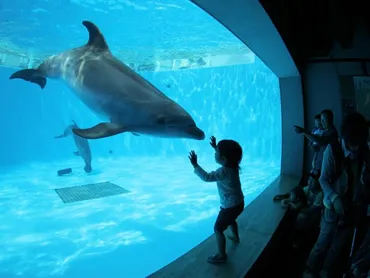 ○真珠の玉出し体験○九十九島水族館海きらら入館券付き♪【ファミリーにおすすめ】【長崎】【佐世保】【観光】/九十九島パールシーリゾート 