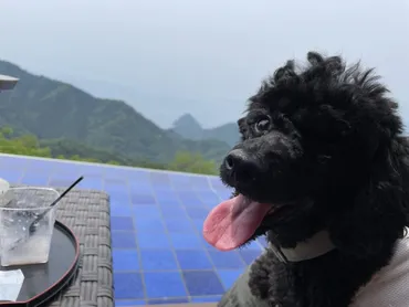 犬連れ旅 伊豆パノラマパーク ロープウェーで行く駿河湾と富士山の絶景散歩