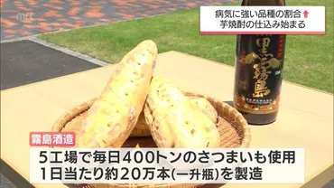 今季の芋焼酎の仕込み始まる 都城市の霧島酒造 