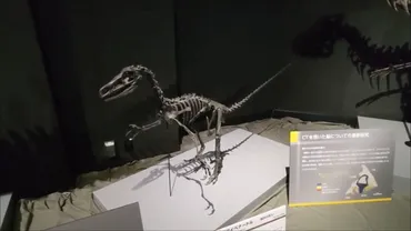 古生物紹介】フクイベナートル(Fukuivenator paradoxus)