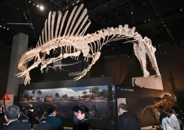 恐竜スピノサウルスを公開、福井 14メートルの全身骨現再現:北海道新聞デジタル