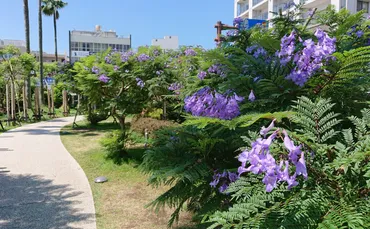 熱海ジャカランダフェスティバル2025の見どころは？紫色の花咲く、熱海の初夏を彩るイベント2025年ATAMIジャカランダフェスティバル：紫色の花と幻想的な夜景