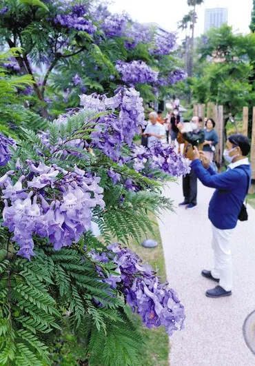 初夏を彩る「ジャカランダ」が見ごろ 熱海・サンビーチ遊歩道:東京新聞デジタル