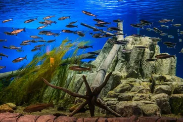 『サケのふるさと千歳水族館』で巡る思い出と自然：写真家と楽しむ水族館（？マーク）写真家が見た千歳水族館の世界