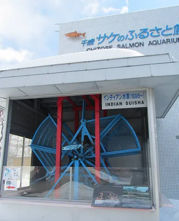 サケ遡上の川をのぞける 千歳水族館をぶらり訪問