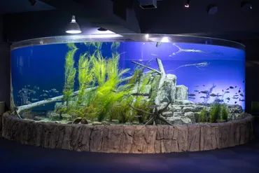 本物の川を観察できる!サケのふるさと千歳水族館