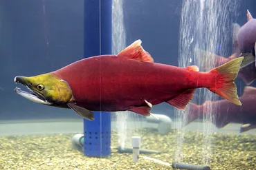 日本最大級の淡水魚水族館ココにあり!サケのふるさと千歳水族館│北海道ファンマガジン