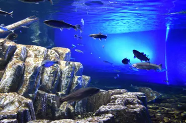 自然の川も展示の一部!? 淡水魚の魅力がここに集結「サケのふるさと 千歳水族館」
