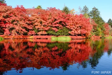 紅葉シーズンに訪日する予定の人必見!紅葉狩りをもっと楽しくしてくれるコト・モノ