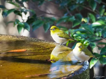 秦野市の権現山で野鳥観察!バードサンクチュアリが楽しすぎた(笑)