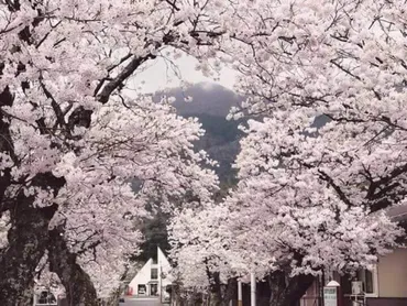 車窓に春風🌸お花見列車】天の橋立と山里の桜を観光列車で楽しむ 京都丹後鉄道(京都)西舞鶴~天橋立~夕日ヶ浦木津温泉(1)