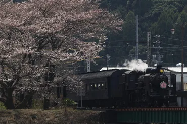 大井川鐵道、桜の見頃に合わせてSLやEL列車を増発運転…桜並木では徐行運転も