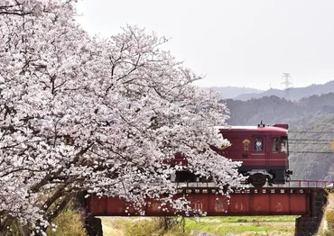 京都の桜を列車で楽しむ旅！春爛漫の絶景を満喫できる？京都丹後鉄道と桜の名所を巡る旅