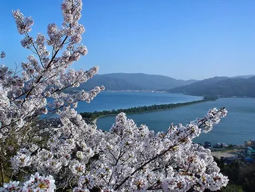 傘松公園の桜(宮津市)