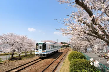 車窓に春風🌸お花見列車】沿線の随所を桜や花々が彩るレトロな路線 天竜浜名湖鉄道(静岡)掛川~新所原(1)