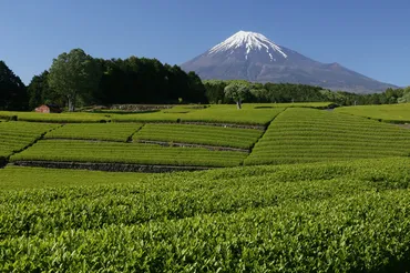 富士山と茶畑の絶景！大淵笹場お茶まつり2025とは？富士山と茶畑の織りなす絶景｜大淵笹場