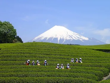 富士・おおぶちお茶まつり】富士山・茶畑・茶娘を一度に撮影できる これぞ静岡!のイベント