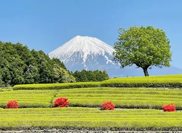 富士市】5月3日「大淵笹場 お茶まつり」が開催!昨年の様子も織り交ぜながらお知らせします!