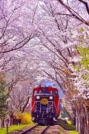車窓に春風 お花見列車】観光列車で訪ねる🌸桜の名所7選