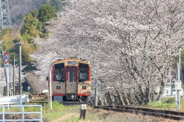 長良川鉄道 春の桜紀行！絶景の車窓と観光列車の旅は？春爛漫！長良川鉄道 桜とスイーツを楽しむ旅