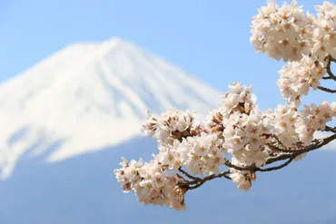 河口湖 桜 旅行？富士山と桜の絶景を楽しむ旅！富士山と桜🌸河口湖の春を満喫！
