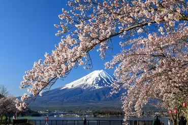 車窓に春風🌸お花見列車】真っ白な富士山と桜並木の競演を楽しむ 富士急行線<大月〜河口湖>(2)