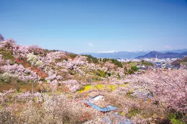 東北の桜と絶景スポット巡り：春の旅行はどこに行く？東北地方の桜の名所とおすすめ旅行プラン