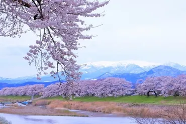 おすすめ旅 春】蔵王連山の残雪に映える一目千本桜と日本三景松島を訪ねる春の宮城路の旅