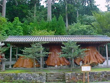 宇奈岐日女神社の大杉と御神木の切り株