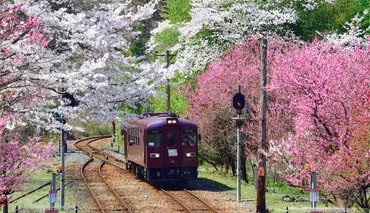 わたらせ渓谷鐵道 桜と花桃の絶景！春の絶景と日帰り旅行の楽しみ方とは？春爛漫！わ鐵の桜と花桃紀行