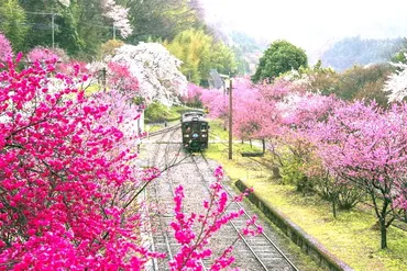 わたらせ渓谷鐡道「神戸駅」の花桃 見頃 開花状況 2025 アクセス・駐車場