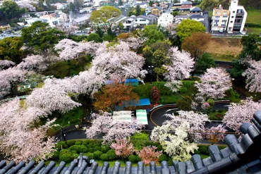 小田原城址公園の桜はいつが見頃？2024年の開花情報と楽しみ方をご紹介！小田原城址公園の桜：見どころ、アクセス、周辺情報まとめ