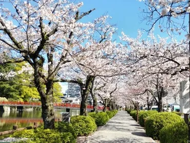 小田原城址公園の桜