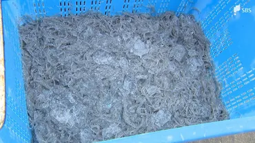 商売として成り立たない」魚市場に並んだ ゛シラス゛ わずか3かご 黒潮大蛇行が終息の兆しで静岡・御前崎魚市場「期待したい」そもそも大蛇行とは?