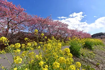かんなみの桜の見どころ徹底解説！桜と富士山が織りなす絶景とは？伊豆の春を彩る、かんなみの桜の魅力