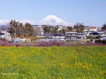 花だより】かんなみの桜 畑毛せせらぎ公園ほか柿沢川沿いの河津桜 開花状況 2021年3月3日現在 静岡県函南町