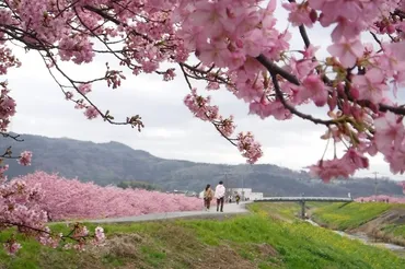 箱根南麓で春の息吹を体感！静岡県函南町で「かんなみの桜まつり」開催