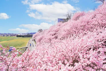 南足柄の桜と西さがみの魅力的な旅：春の訪れを満喫できるスポットは？早春の桜、西さがみの花景色、グルメ、旅のヒントまで、春の魅力を凝縮！
