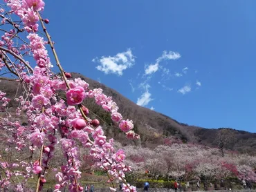 春めく〝西さがみ〞逍遥へ(5)~湯河原~