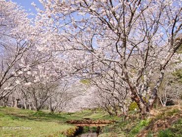 森と水の公園 春めき桜の咲く癒しの風景 2025年見頃時期と開花状況・アクセスと駐車場 神奈川県南足柄市